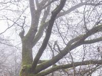 Vielarmiger Eichenbaum bei Nebelstimmung